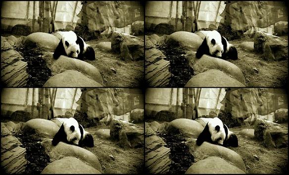 Ocean Park Panda ActionSnap