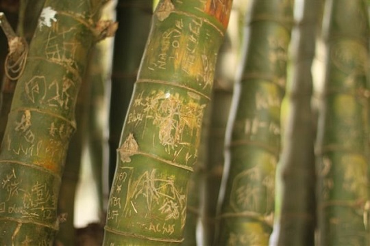Victoria Peak Bamboo Graffiti Hong Kong