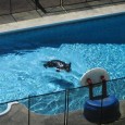Black Bear in My Swimming Pool It seems obvious to say that the best travel photos are taken while you are on vacation; however, on my current trip to London it is possible that travel photos were actually taken back home. While shopping on Oxford Street in London, a friend sent me two pictures of a black bear in my swimming pool.