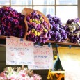 Magnificent Monday: Flowers at Pike Place Market This post is part of Magnificent Mondays hosted by Holes in My Soles. This week's theme is flowers and while I don't oten take floral shots, I happened to snap a couple of pictures while visiting Pike Place Market in Seattle last week. Located only a few blocks away from the shopping district, the main floor of Pike Place Market primarily offers flowers, seafood, produce, and handmade goods from a number of long time vendors.