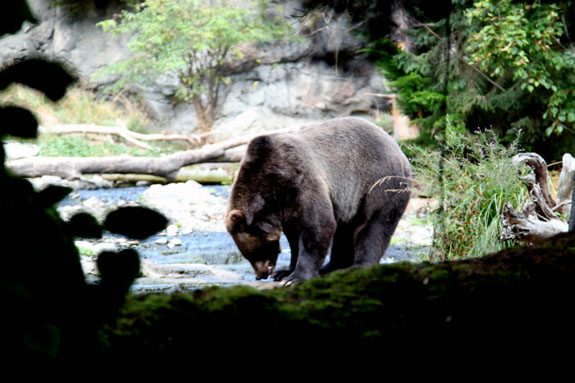 Immersive Black Bear Habitat at Woodland Park Zoo Seattle