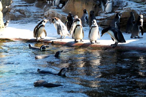 Penguins at the Woodland Park Zoo in Seattle