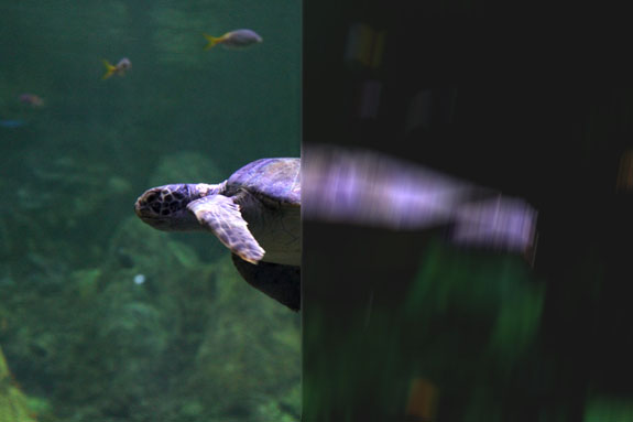 Simulated Blurry Turtle Photo