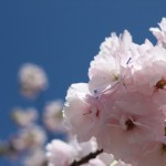 Sakura Cherry Blossoms in Shinjuku Gyoen National Park in Tokyo April 2013