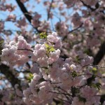 Sakura Cherry Blossoms in Shinjuku Gyoen National Park in Tokyo April 2013